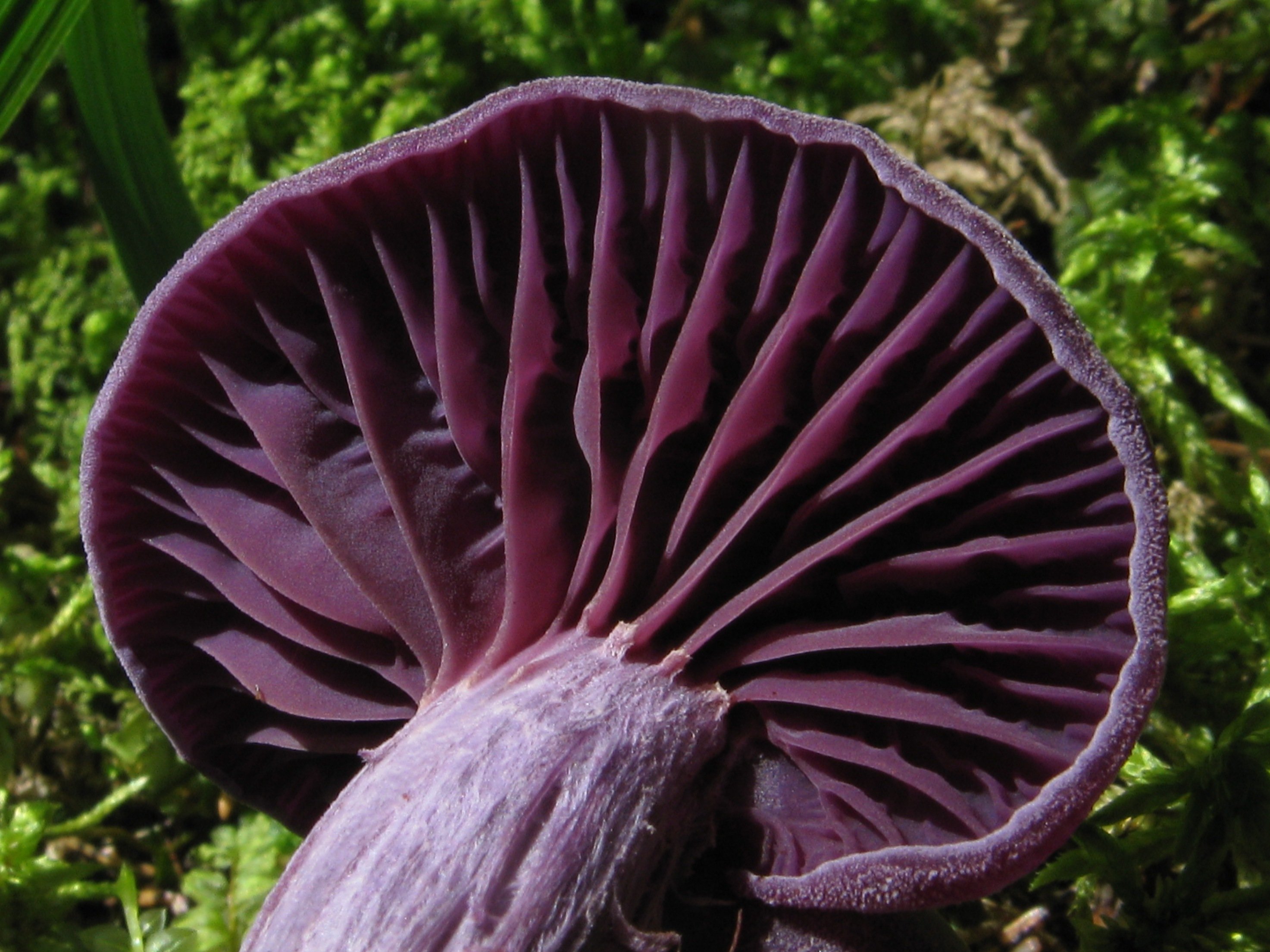 Фиолетовый гриб. Лаковица Аметистовая / Amethyst Deceiver. Laccaria amethystina. Гриб Laccaria amethystina.. Лаковица лиловая гриб.