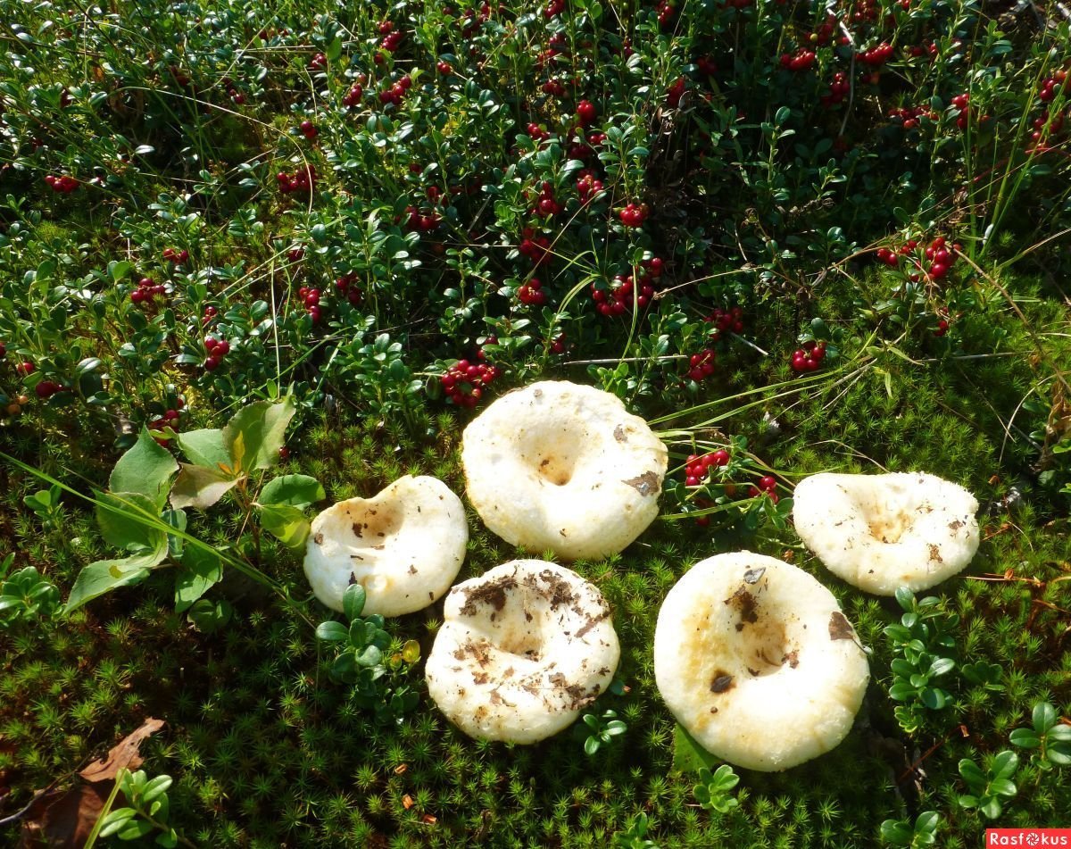 Есть гриб груздь. Белый груздь. Груздь белый Сибирский. Лесные грибы грузди. Грузди Сибирские.