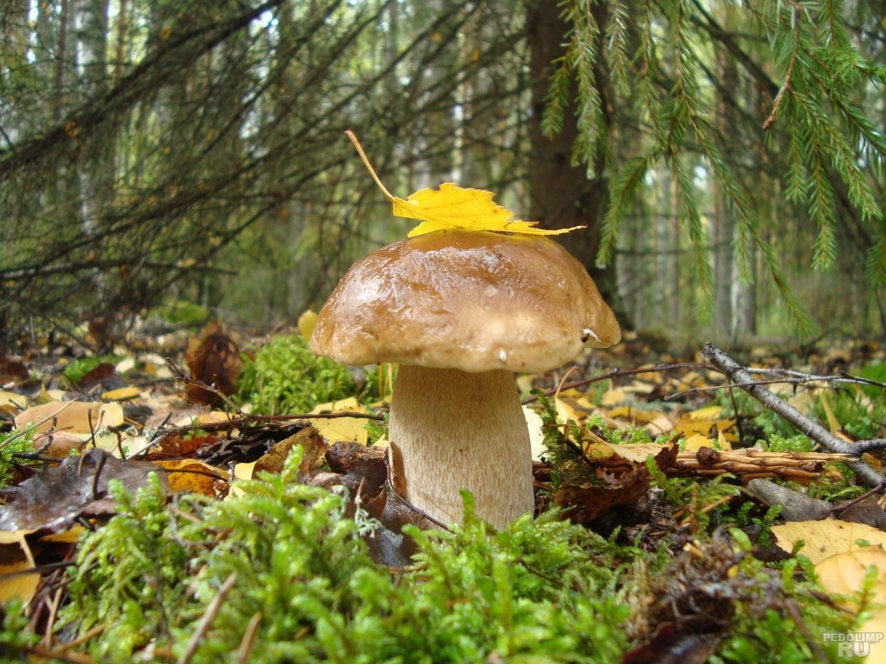 Грибы природа лес. Грибы Вологодчины. Осенние грибы в Вологодской области. Осенние грибы Подмосковья. Осенний грибной лес.