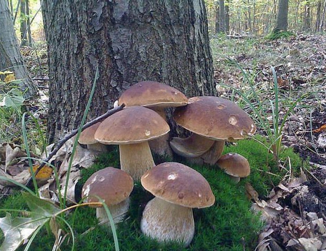куча грибов фото
