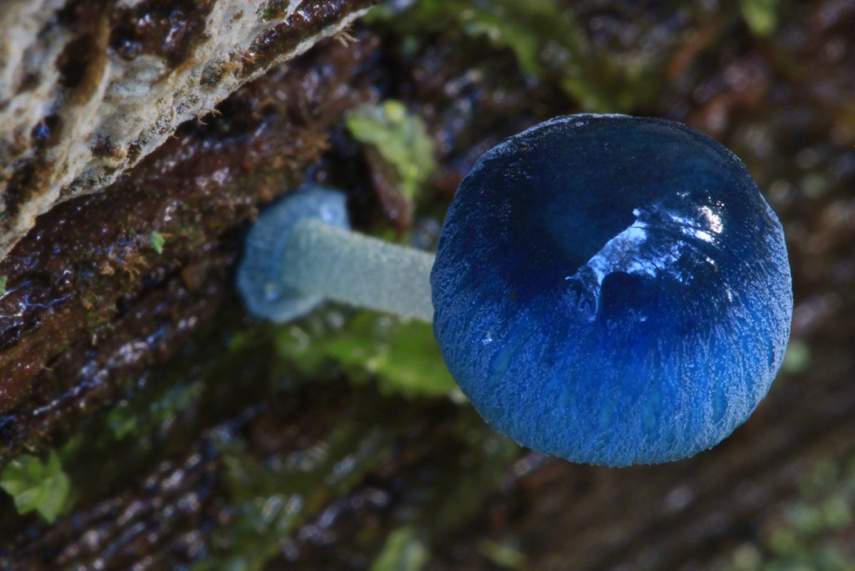 Гриб Mycena interrupta