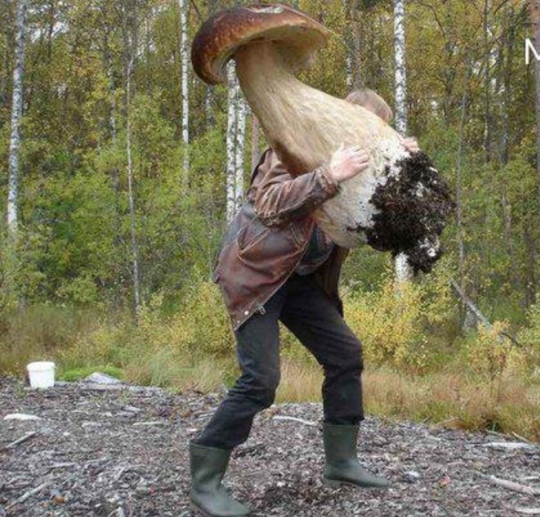 Чернобыль мутации грибов