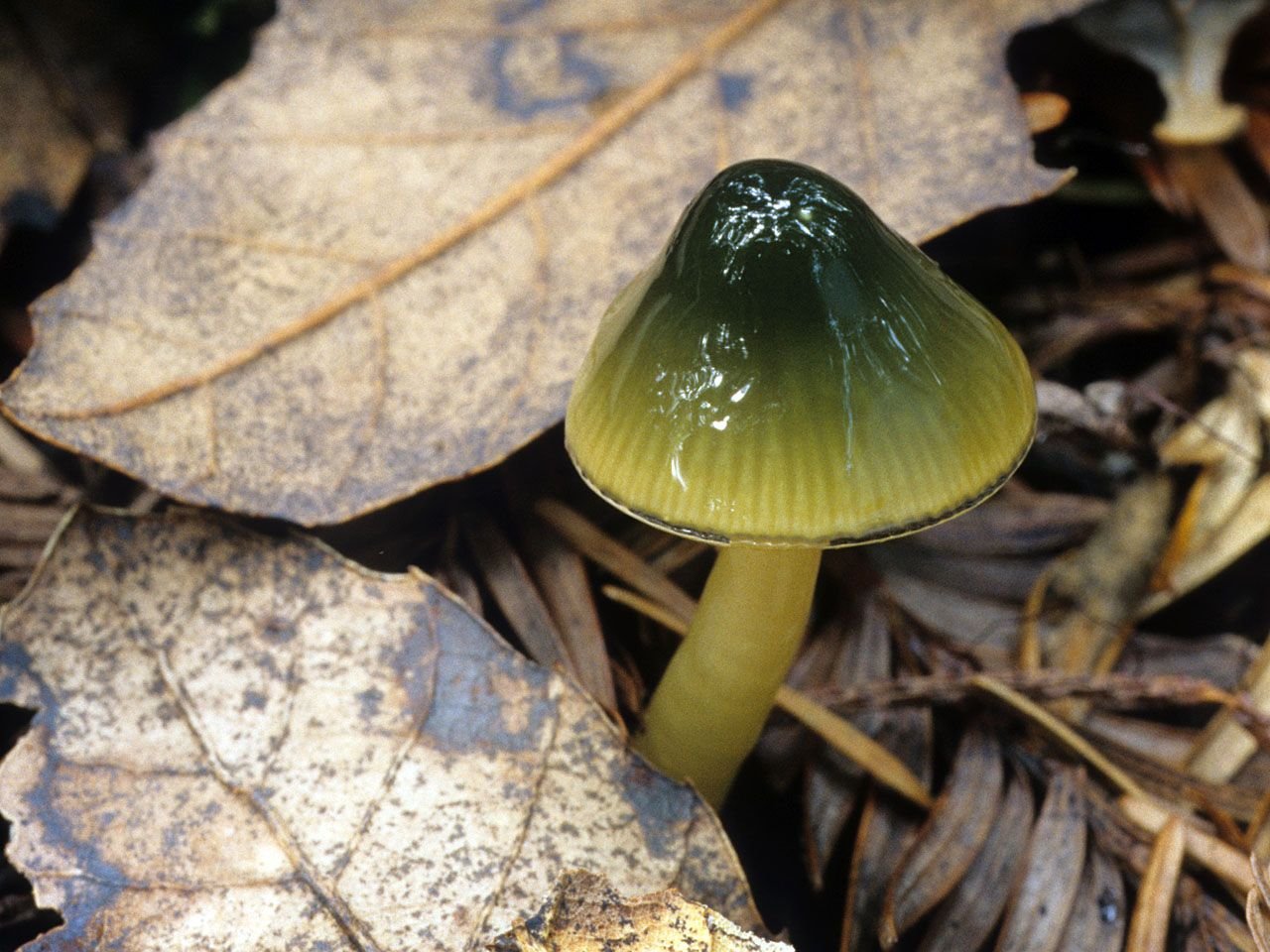 Растение поганка. Гигроцибе пёстрая гриб. Гигроцибе пёстрая (Hygrocybe psittacina). Зеленый гриб Гигроцибе. Гидроцибе гриб зеленый.