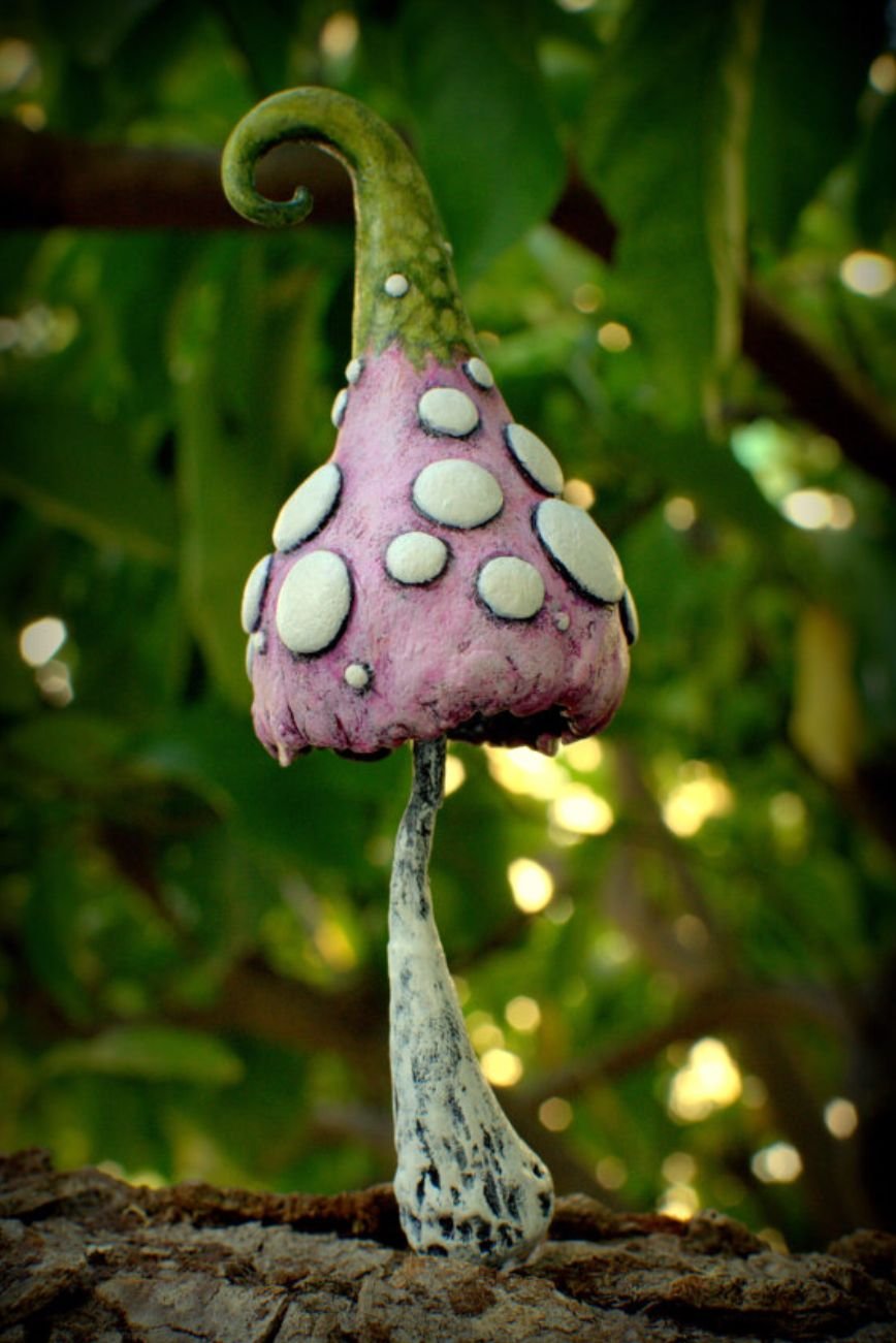 Экзотические грибы. Грибы экзоты. Необычные грибы. Странные грибы. Самые необычные грибы.