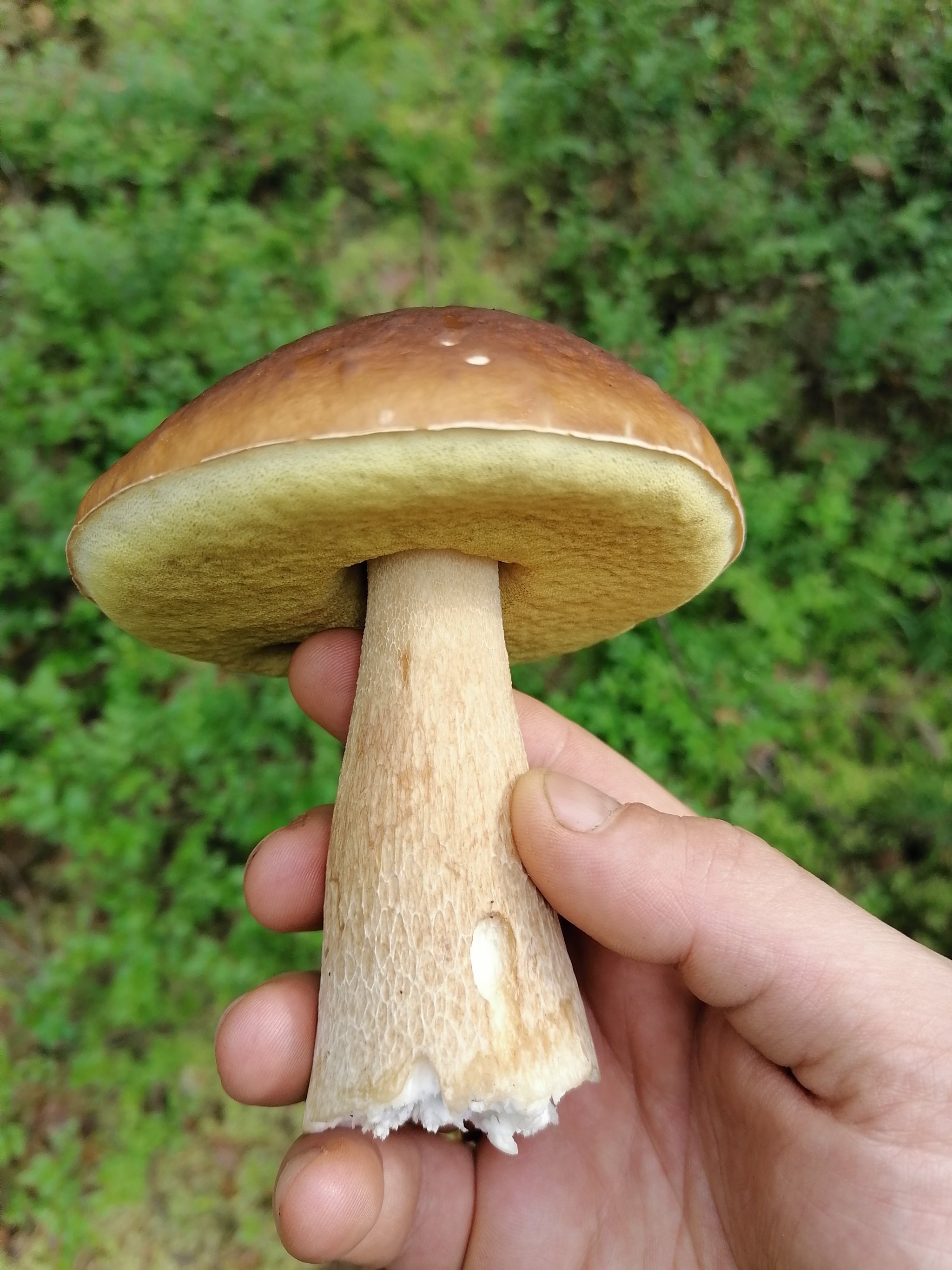 золотистый гриб фото
