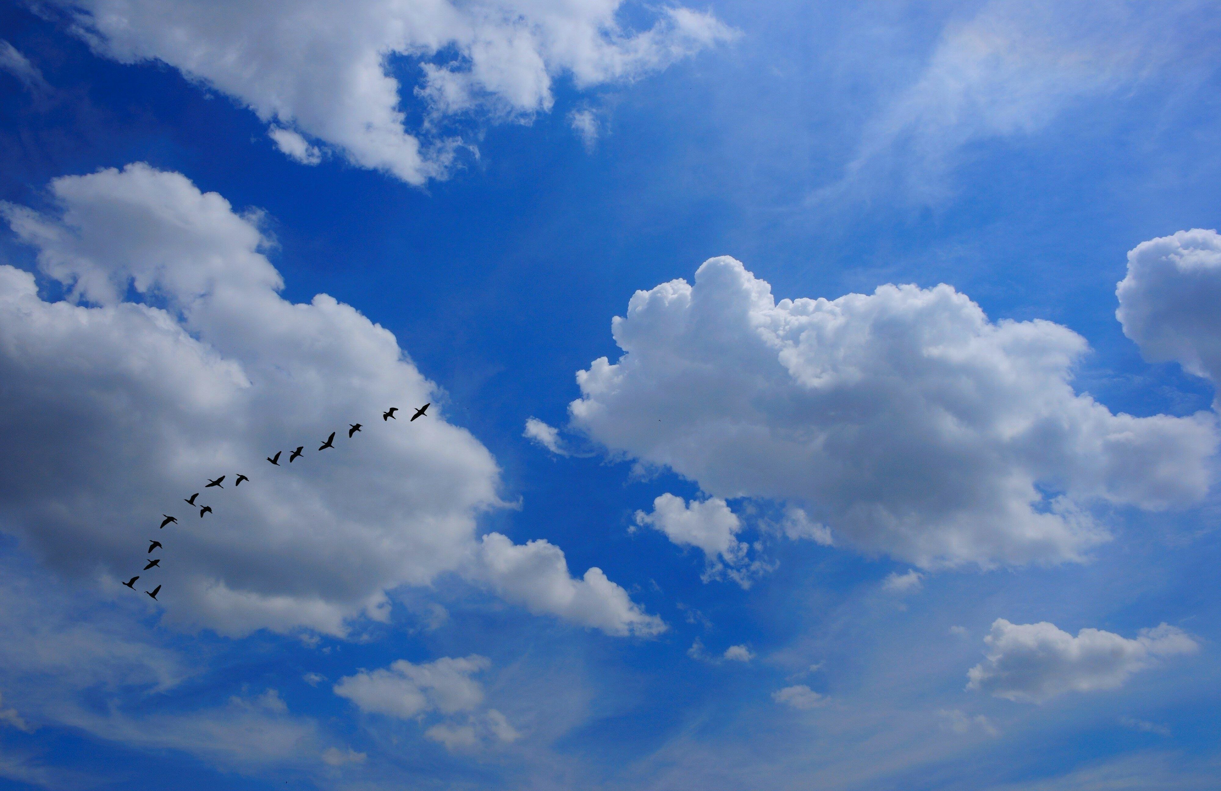Небо над нами слушать. Небо. Птицы в небе. Небо с облаками. Весеннее небо.