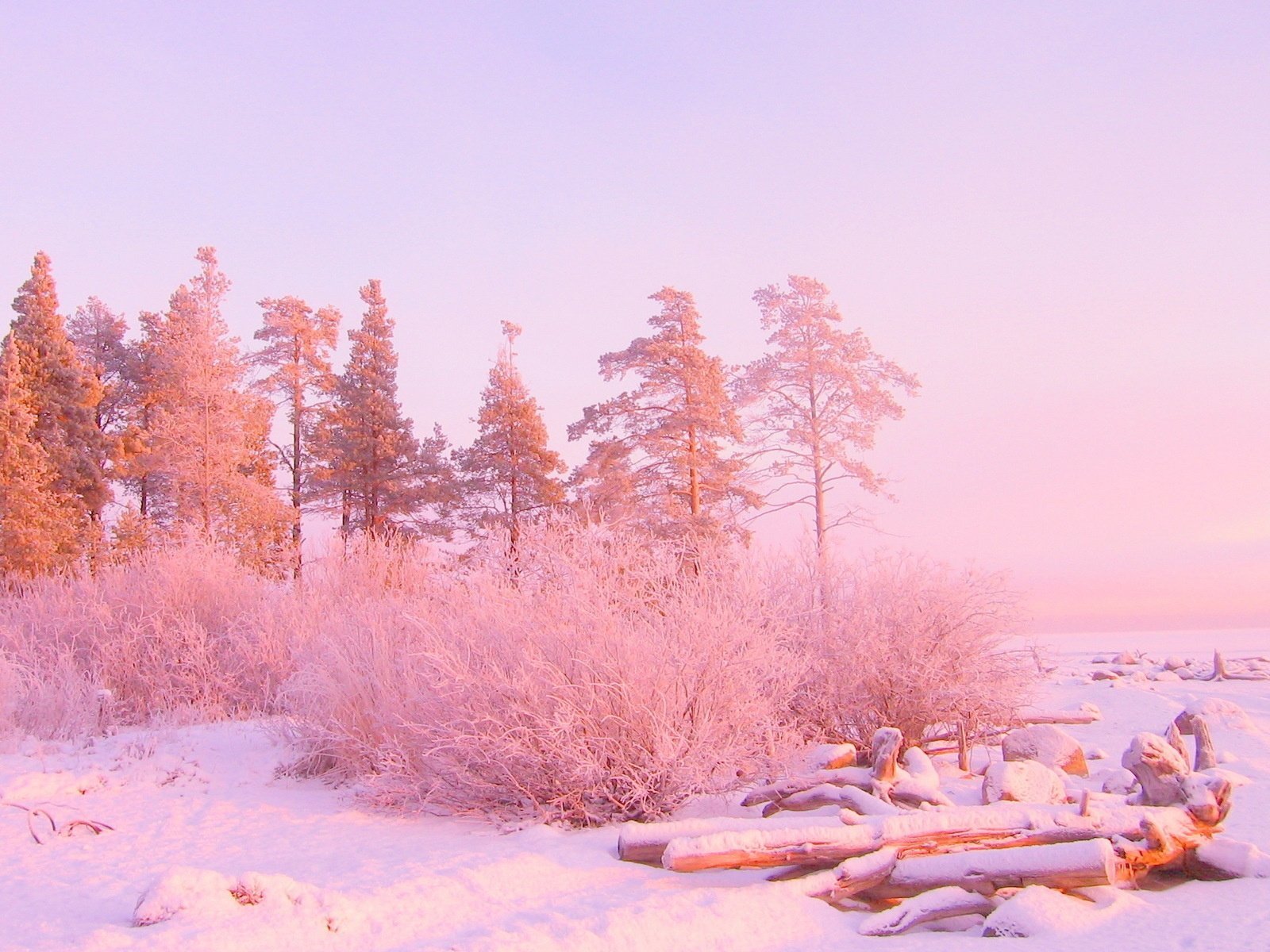 Замечательный зима. Розовый зимний рассвет. Зимний лес. Пейзаж в пастельных тонах. Розовый рассвет зимой.