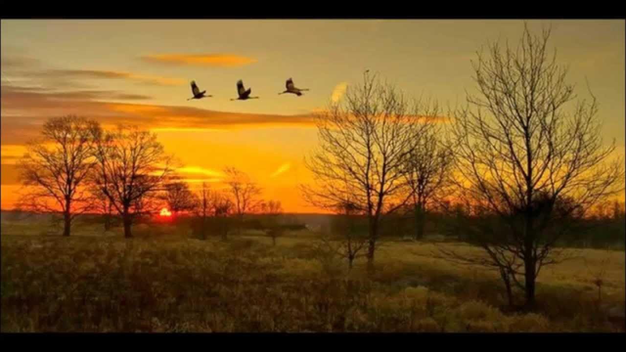 Птицы улетают осенью песня. Храм природа Клин журавлей. Журавли на рассвете. Осень Журавли. Вечер птицы.