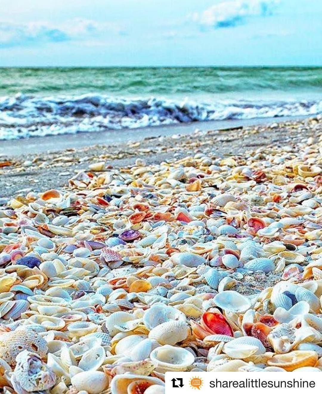 Какие предметы на пляже. Ракушечный пляж на Азовском море. Азовское море ракушечный берег. Феодосия ракушечный пляж. Ракушечный пляж в Абхазии.