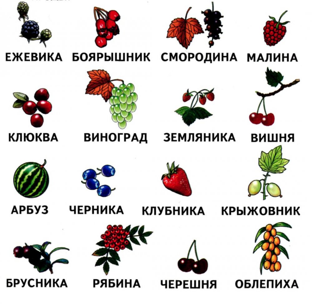 Дикорастущие съедобные ягоды и плоды Саратовской области | биржевые-записки.рф | Дзен