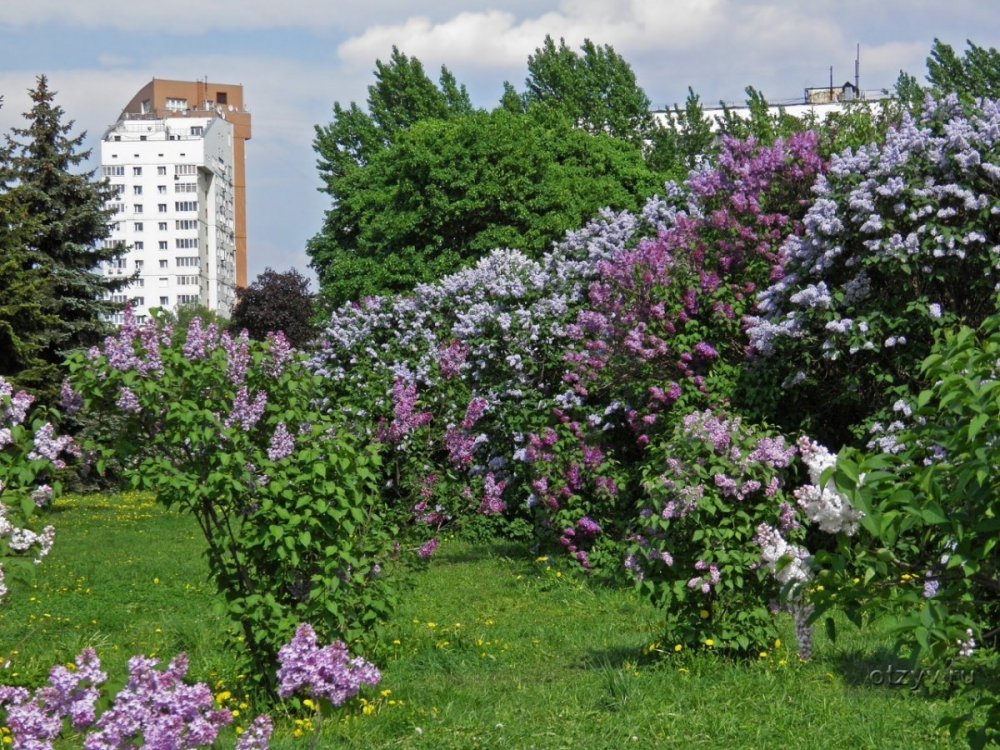 Сиреневый сад Черкизовская