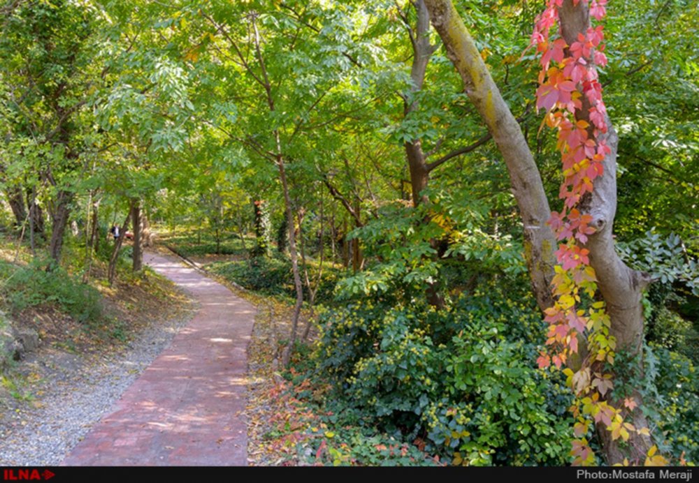 Тбилиси Ботанический сад осень