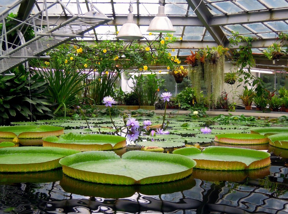 Оранжерея ботанического сада Минск