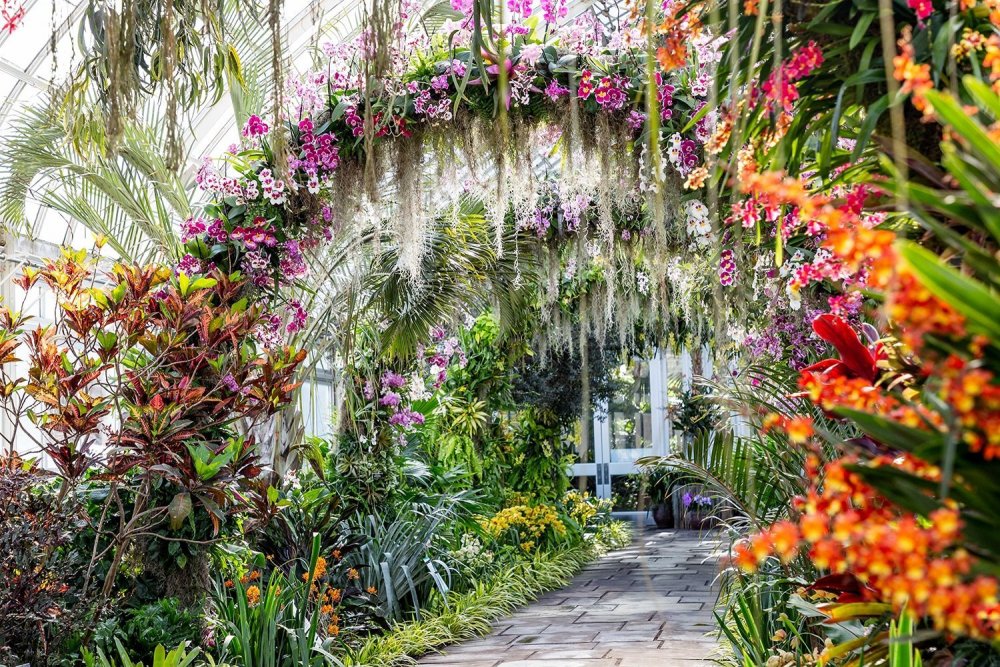 Сингапур Ботанический сад орхидей