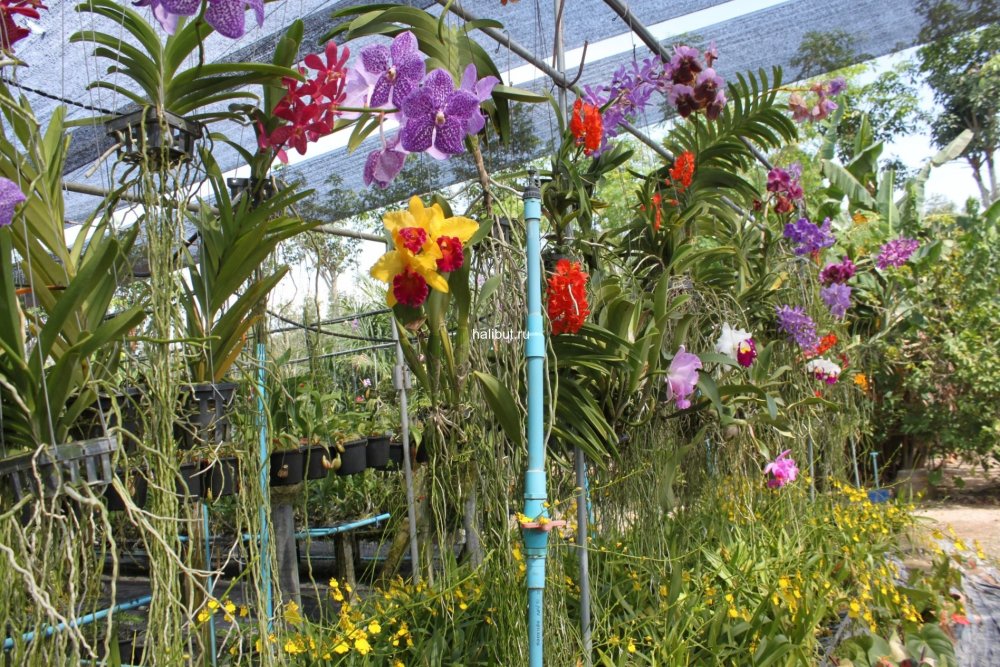 Сад орхидей Пхукет