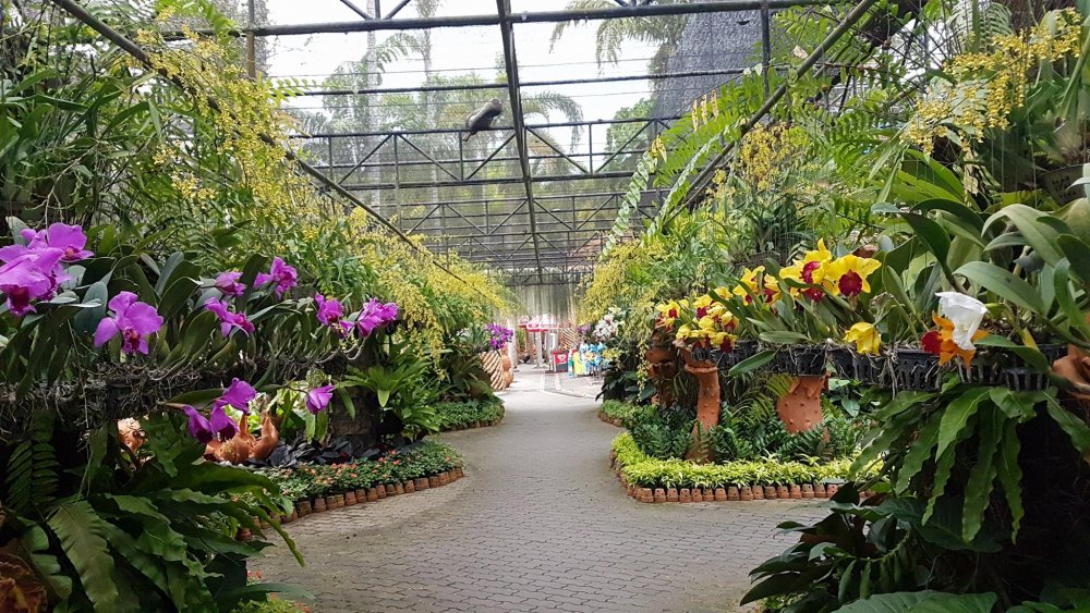 Тропический парк Нонг Нуч сад орхидей