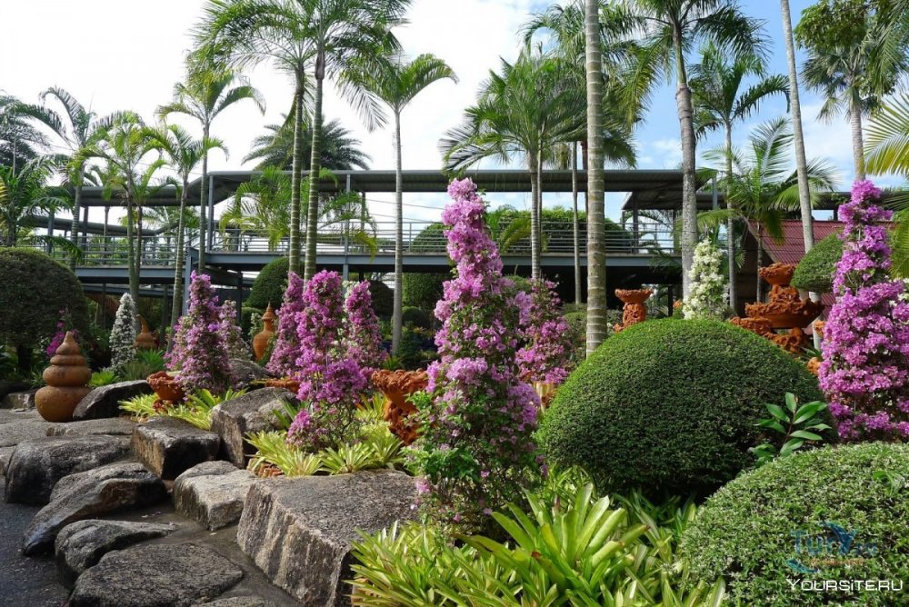 Сад орхидей в Паттайе Нонг Нуч