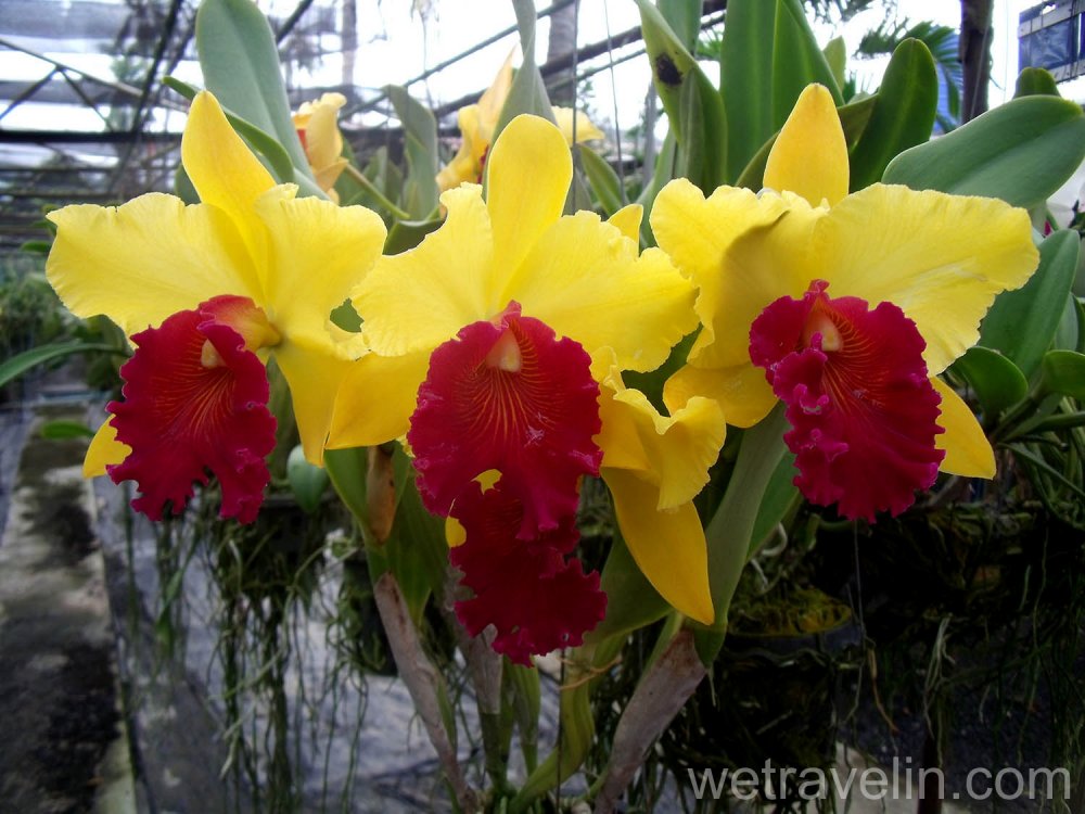 Ботанический сад Сингапура национальный сад орхидей