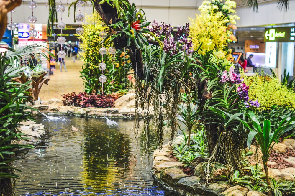 Сад орхидей Ботанический сад Нонг Нуч