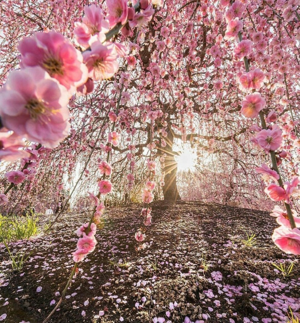 Весенние цветущие деревья