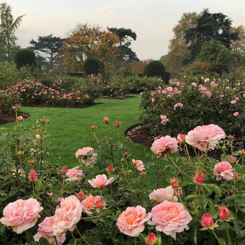Роза Кенсингтонские сады