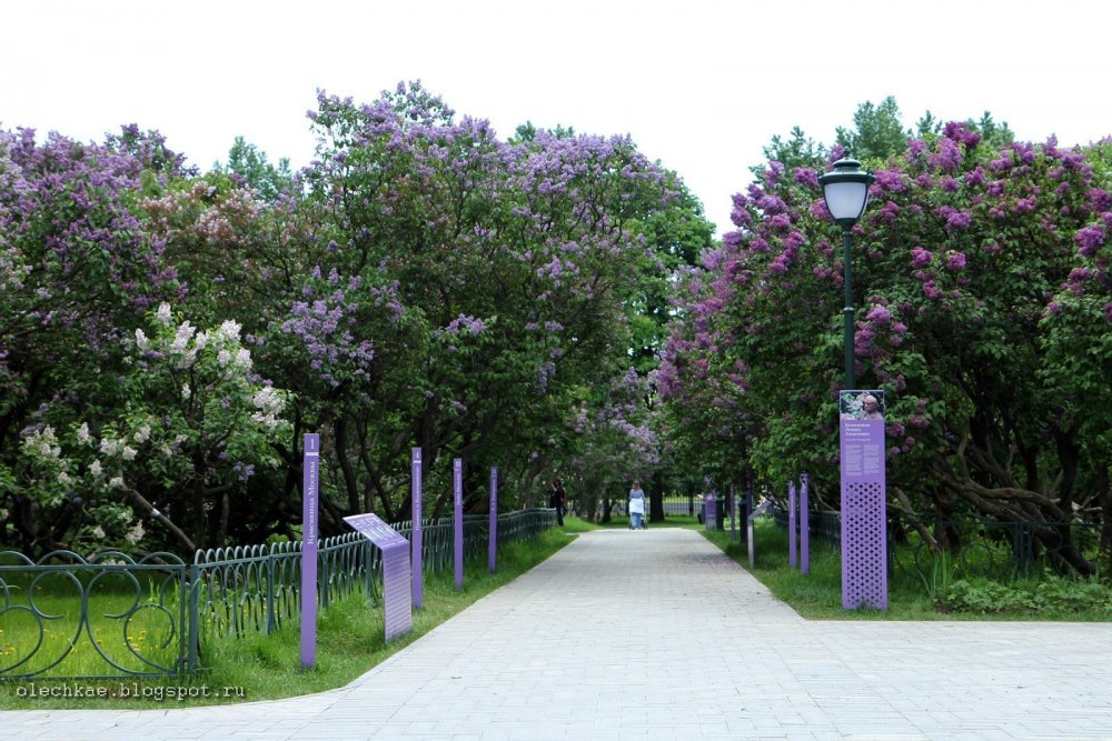Сиреневый сад на Щелковском шоссе