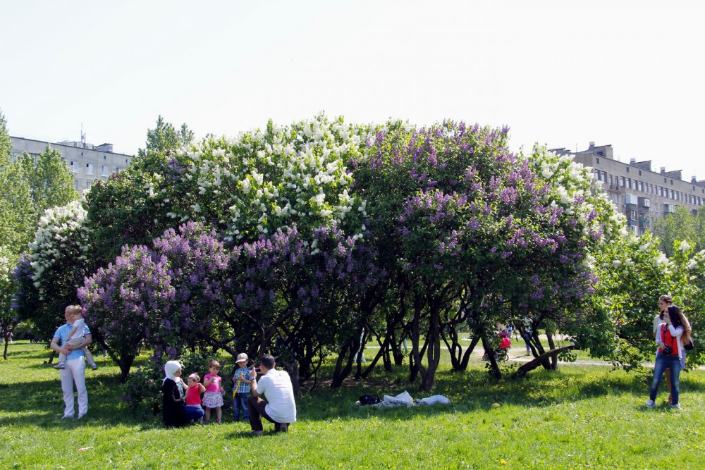 Сиреневый сад Измайловский парк
