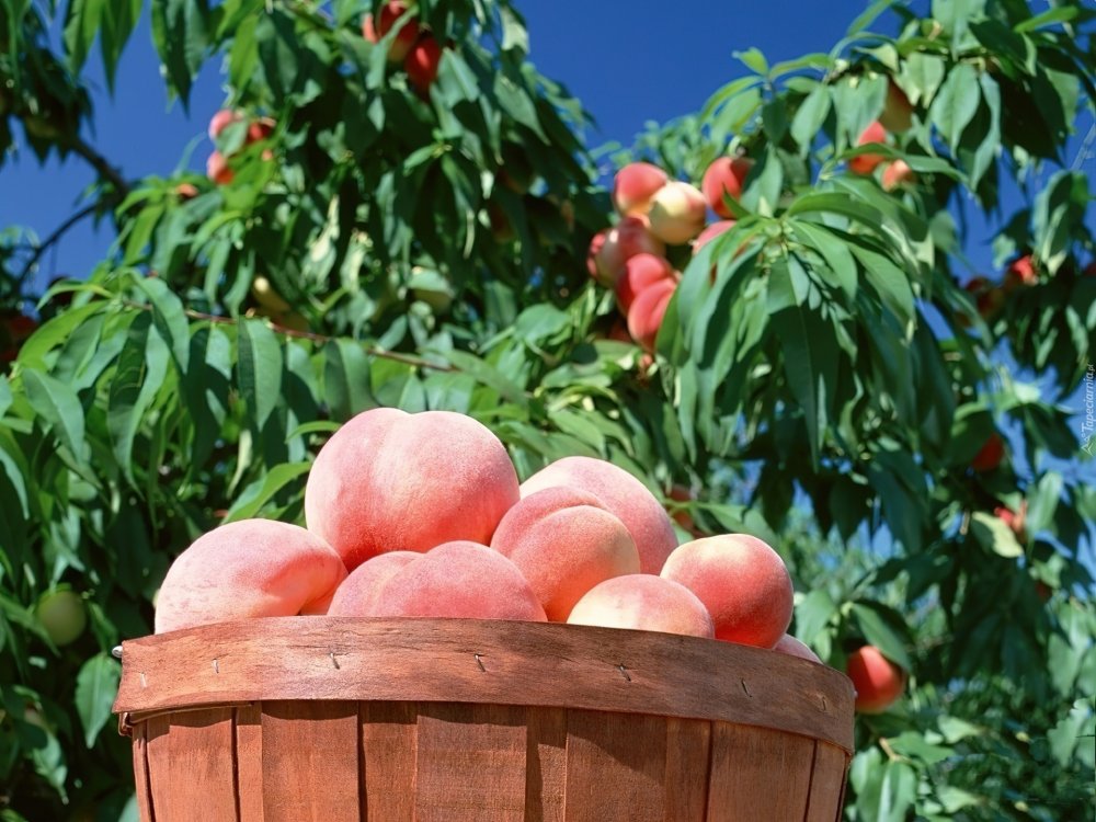 Плодовые деревья персик