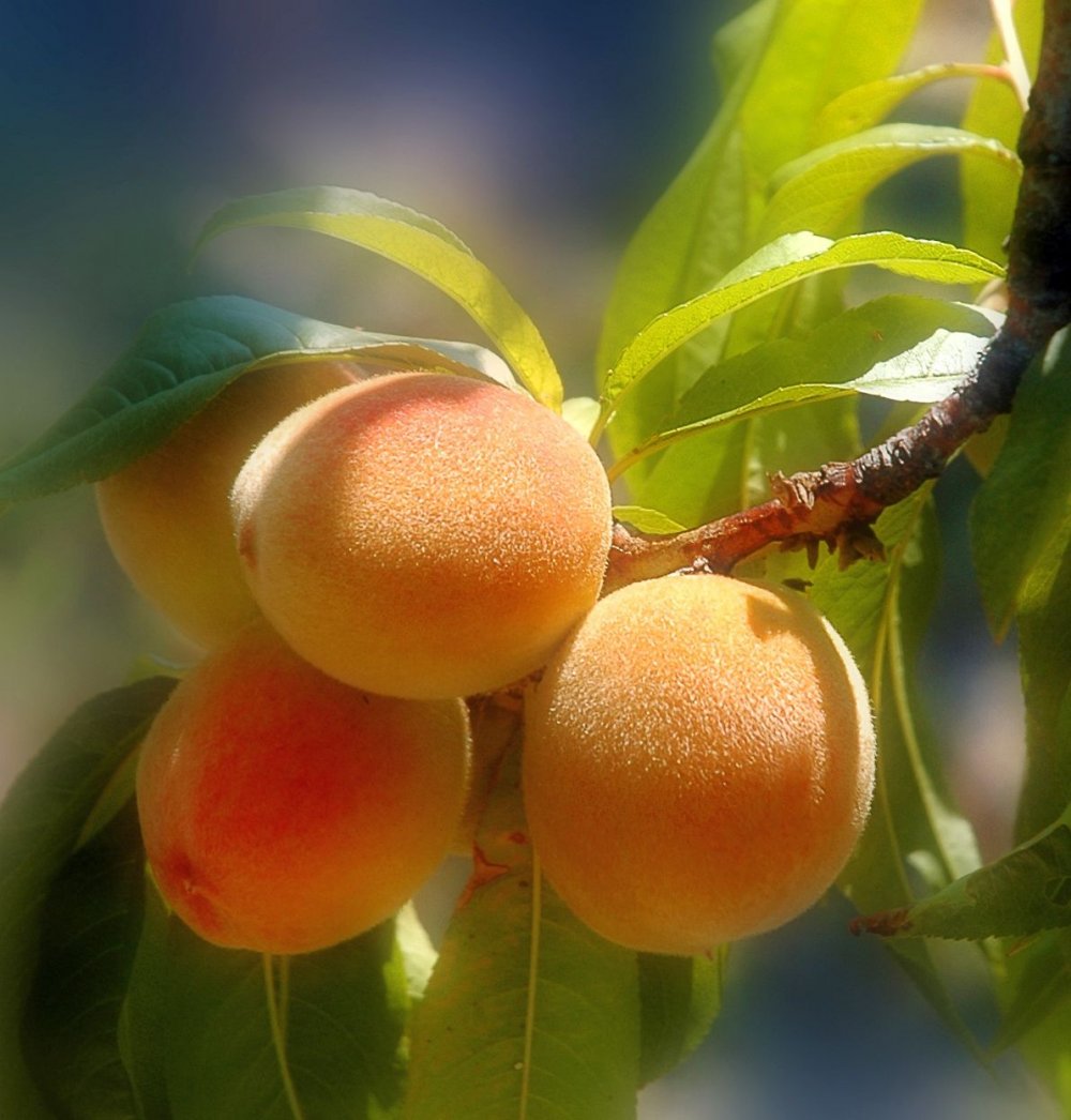 Абрикос персиковый дерево