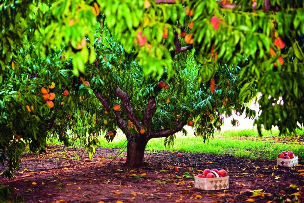 Персиковое дерево Джорджия
