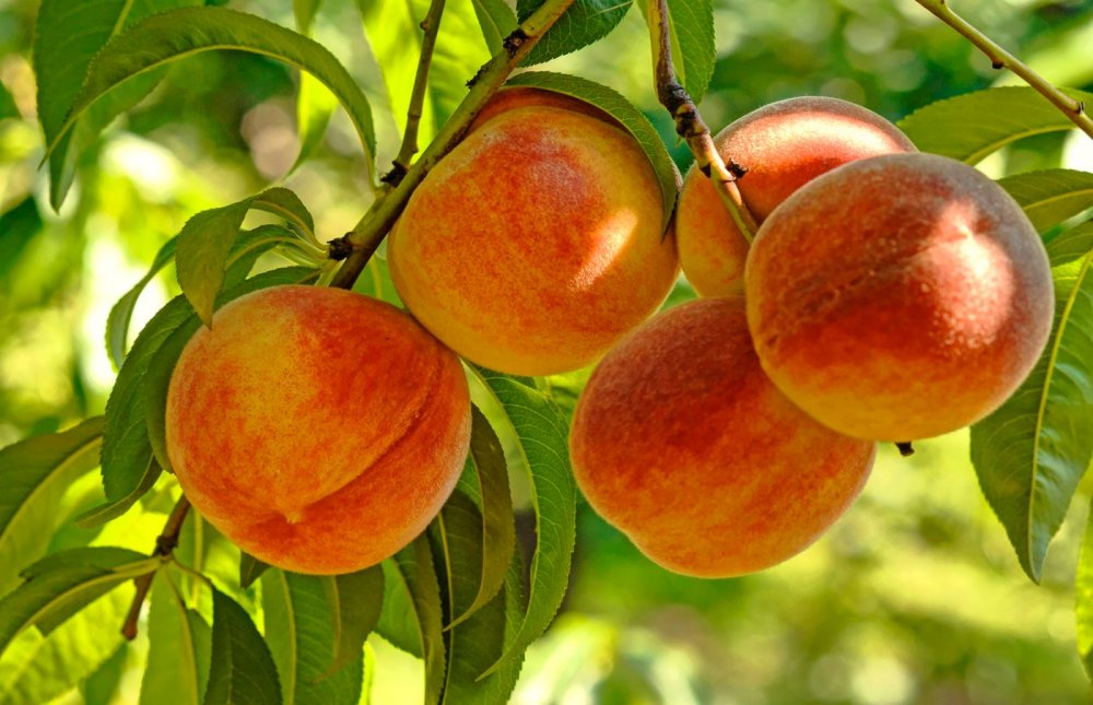 Персики в саду
