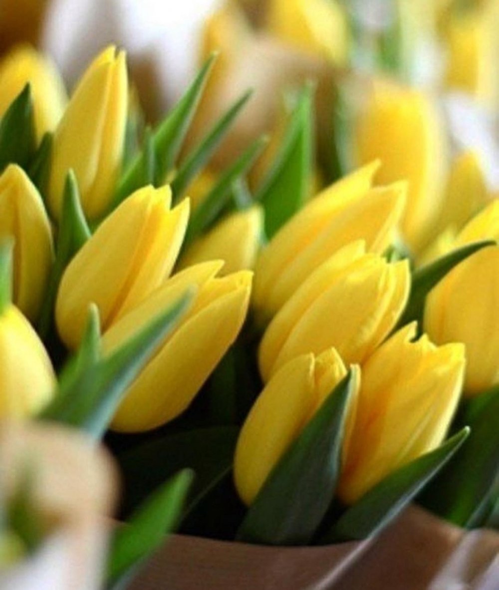С 8 марта красивые желтые тюльпаны