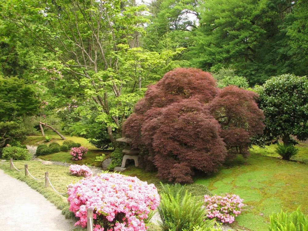 Японские кустарники для сада
