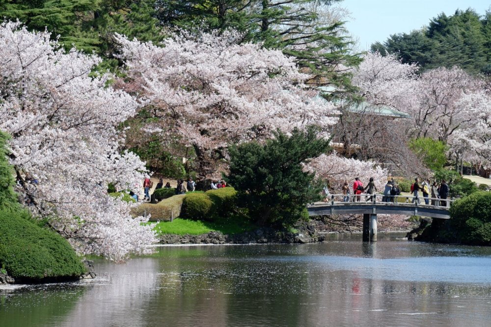 Национальный сад Синдзюку-гёэн