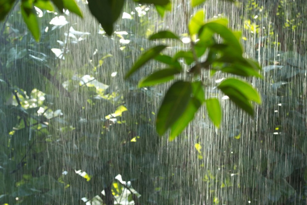 Дождь в тропическом лесу