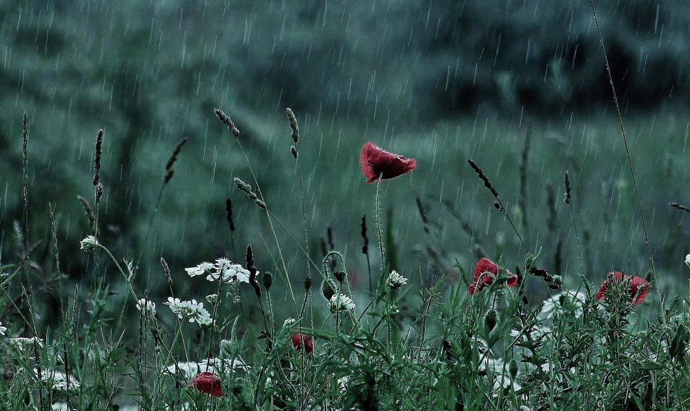 Летний дождь в поле