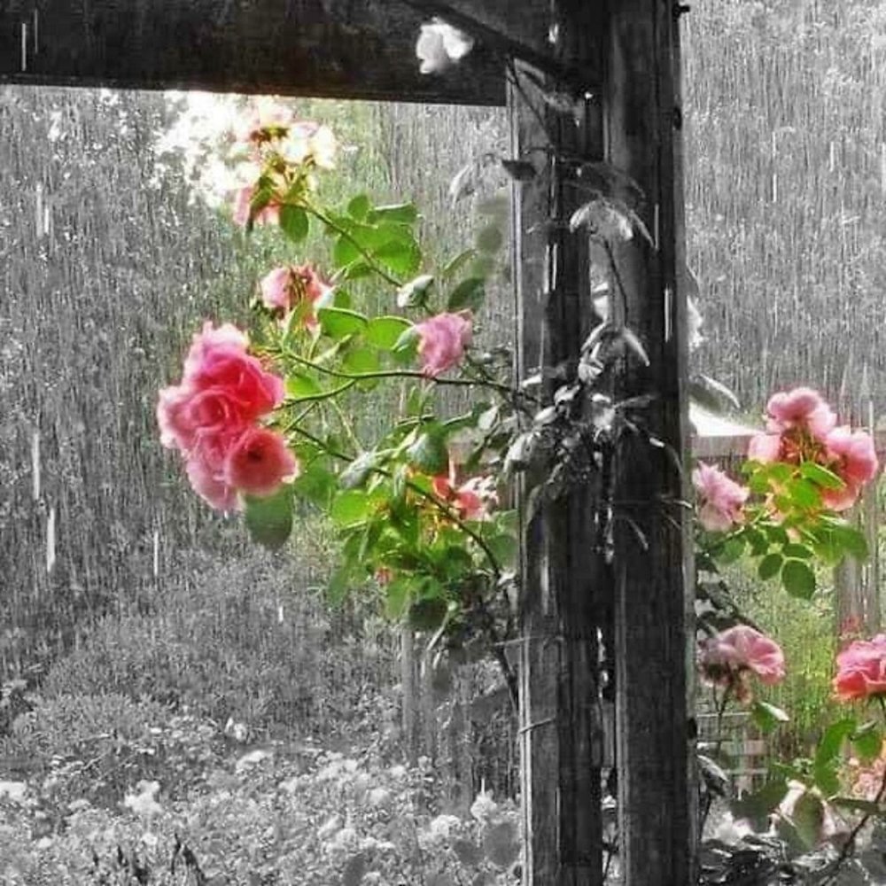 Красивые цветы в саду после дождя.