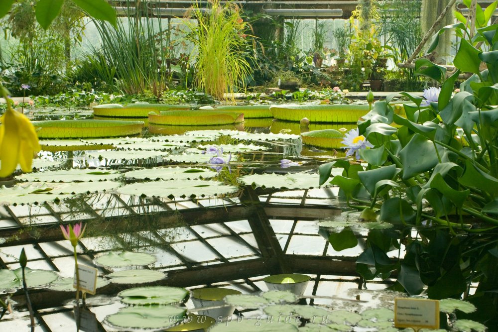 Водная оранжерея ботанического сада