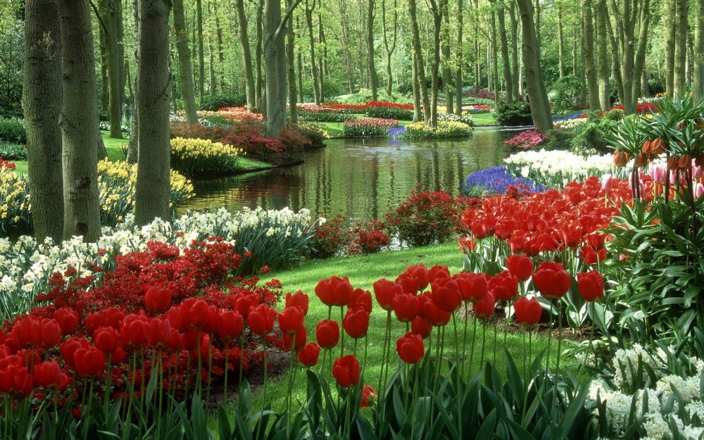 Кёкенхоф всемирно известный Королевский парк цветов в Нидерландах