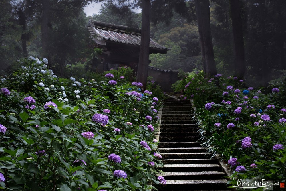 Сад гортензий в Японии