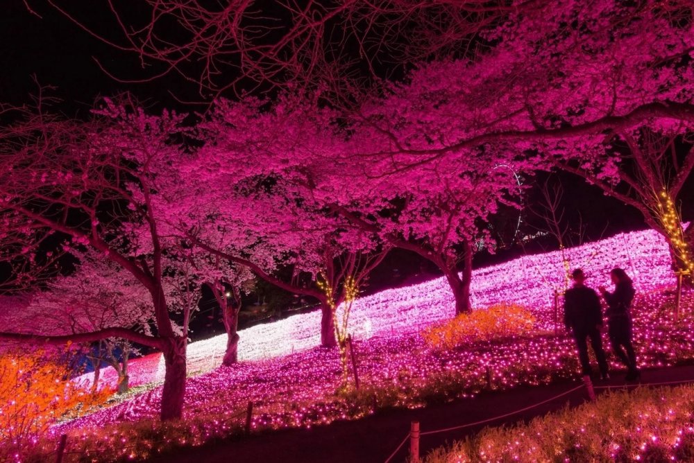 Японский сад ночью