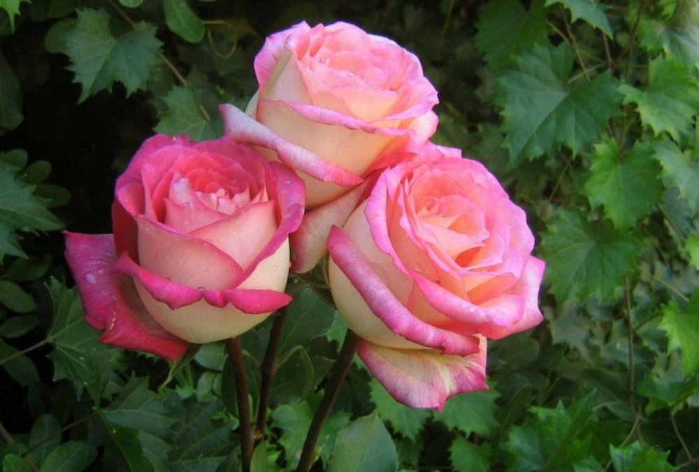 Розовые кусты в саду
