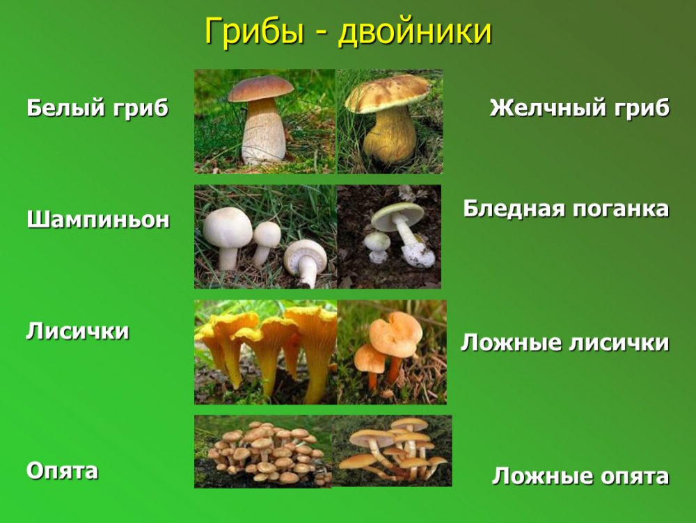 Гриб двойник белого гриба (69 фото) - 69 фото