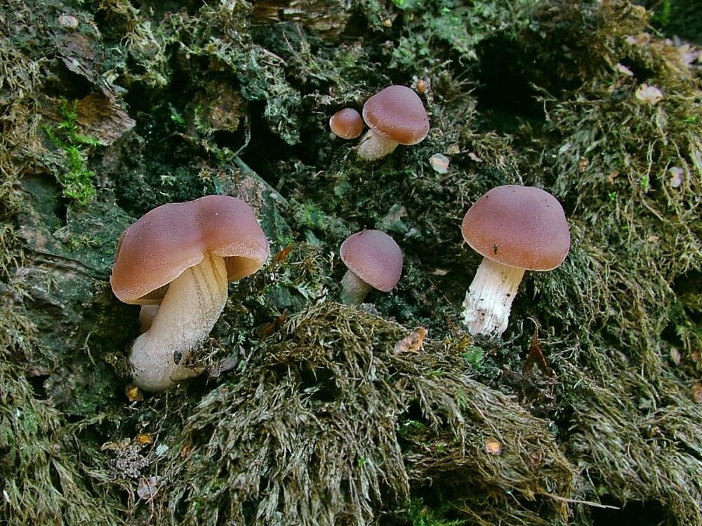 Пластинчатые грибы съедобные фото и названия подмосковья