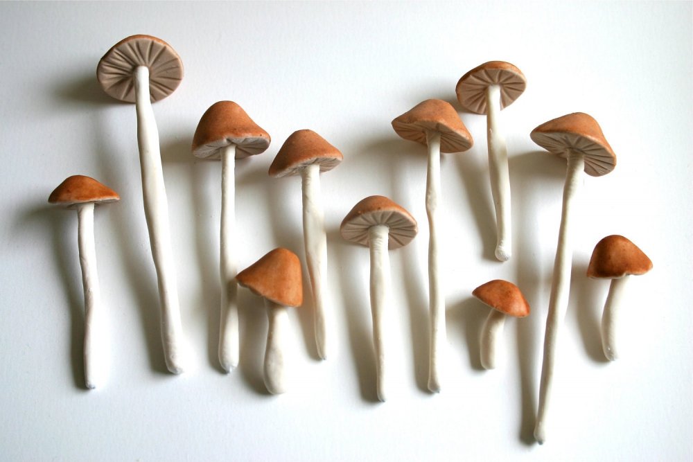Вешенки и Шиитаке: технология выращивания грибов из мицелия на пнях