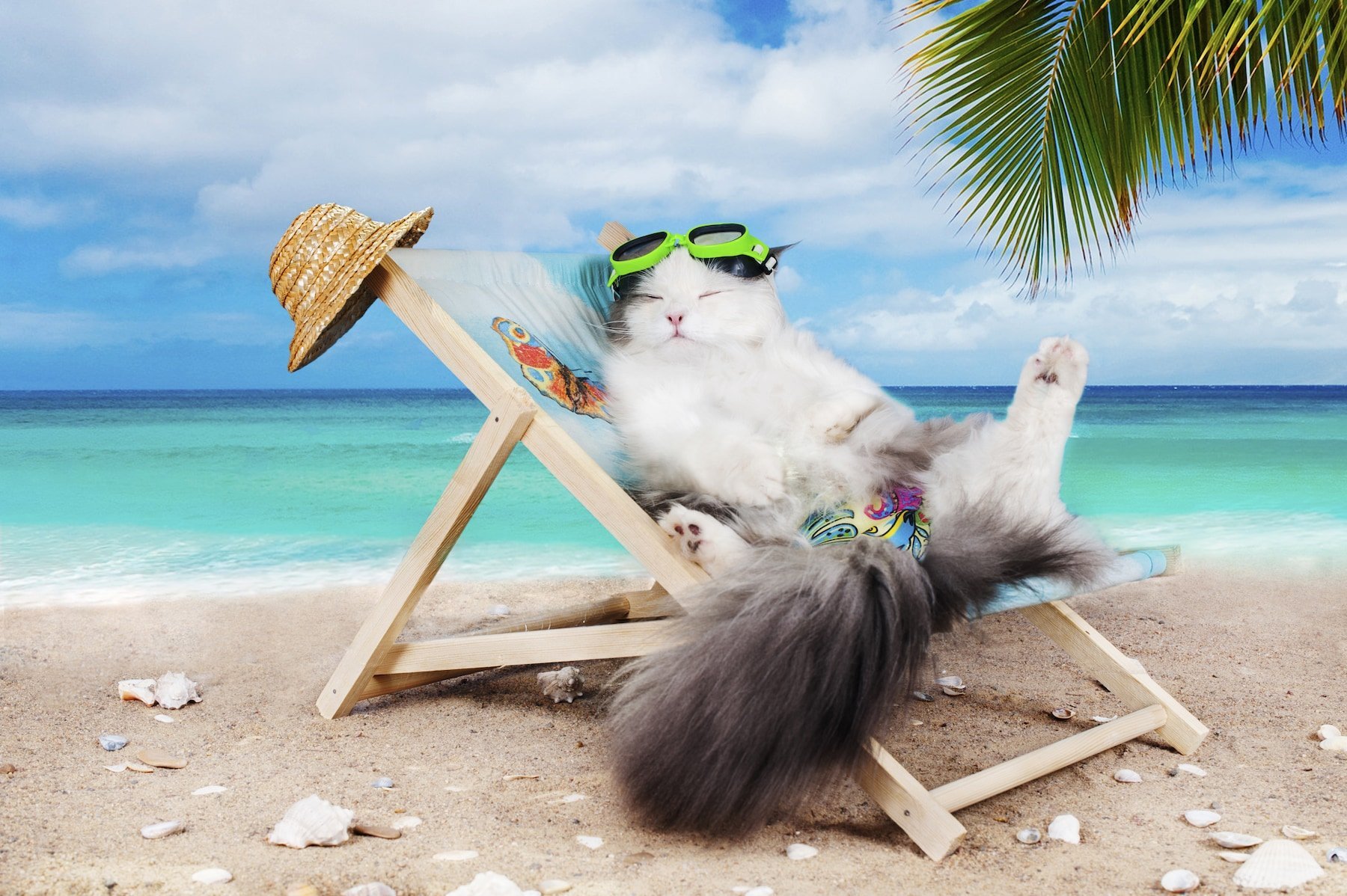 Отпуск. Кот на пляже. Кот отдыхает. Котик в отпуске.