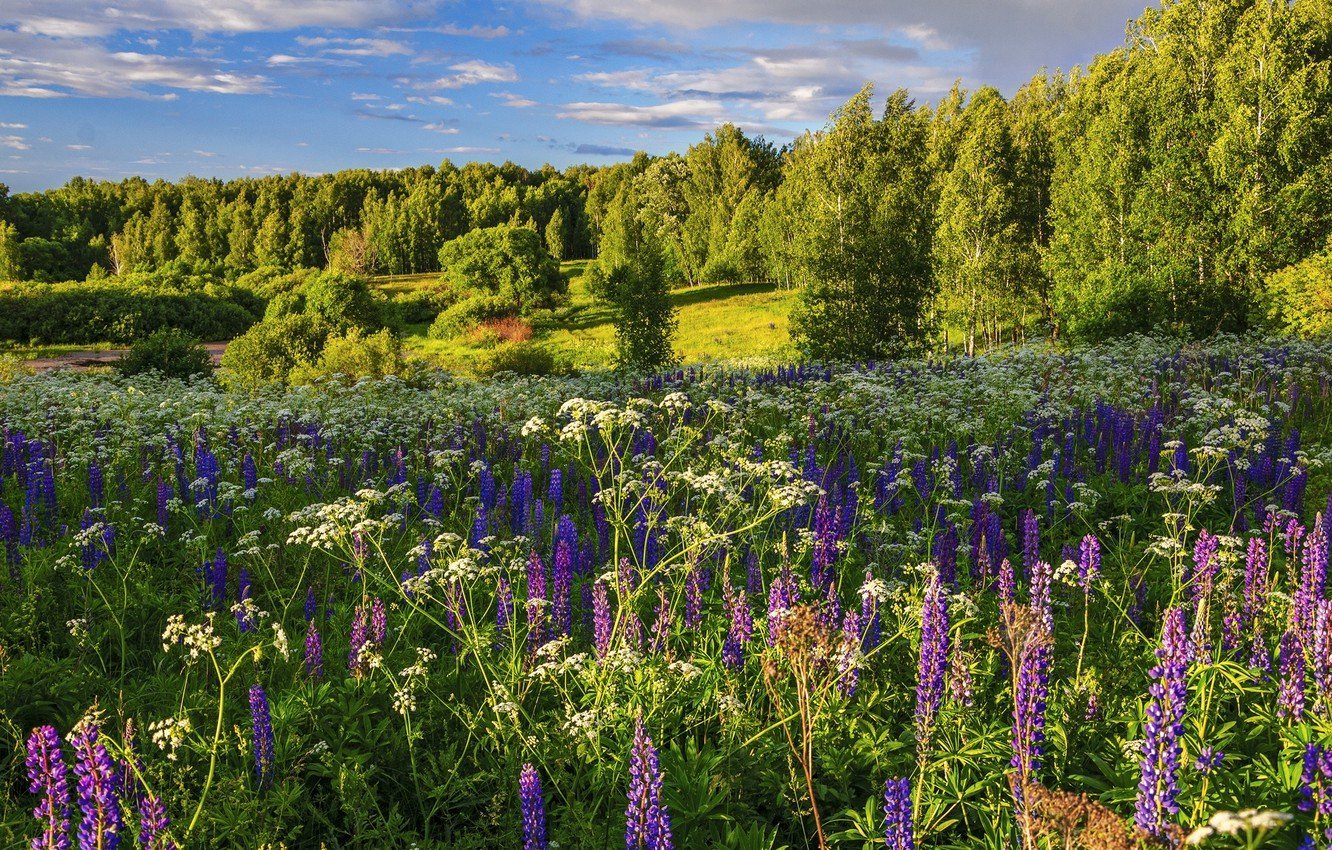 Растения подмосковья фото