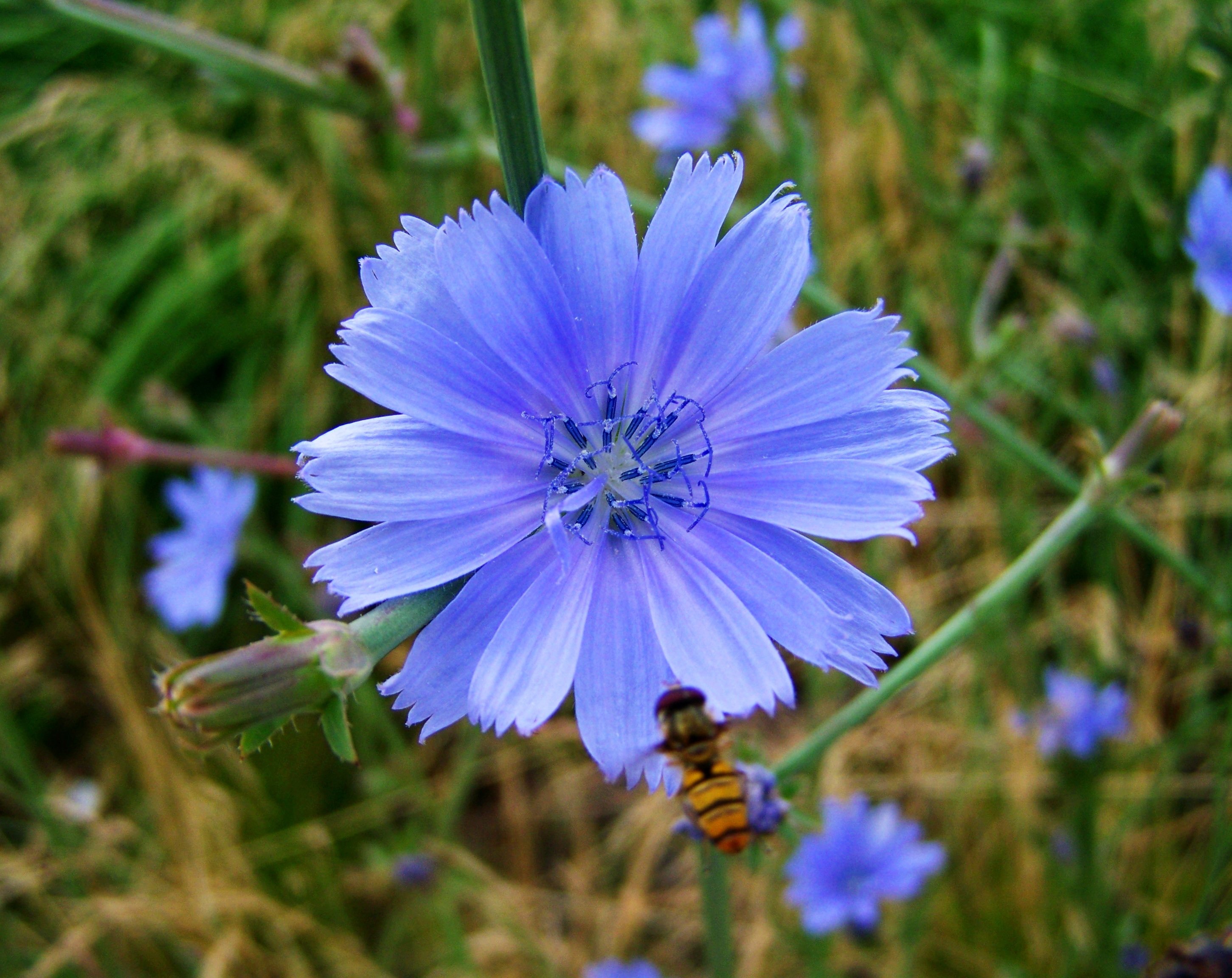 Синий цветок на лугу. Цикорий полевой. Полевые цветы цикорий. Дикий цикорий (Cichorium. Цикорий Луговой.