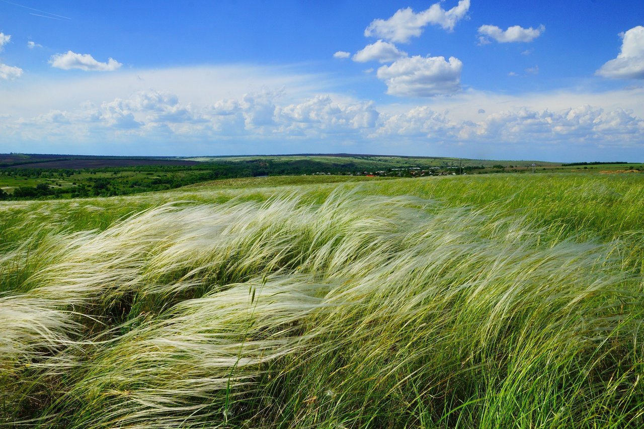 Рост природа. Ковыль трава Степная. Ковыль в степи. Ковыль на Кубани. Степь ковыль мелкосопочник.