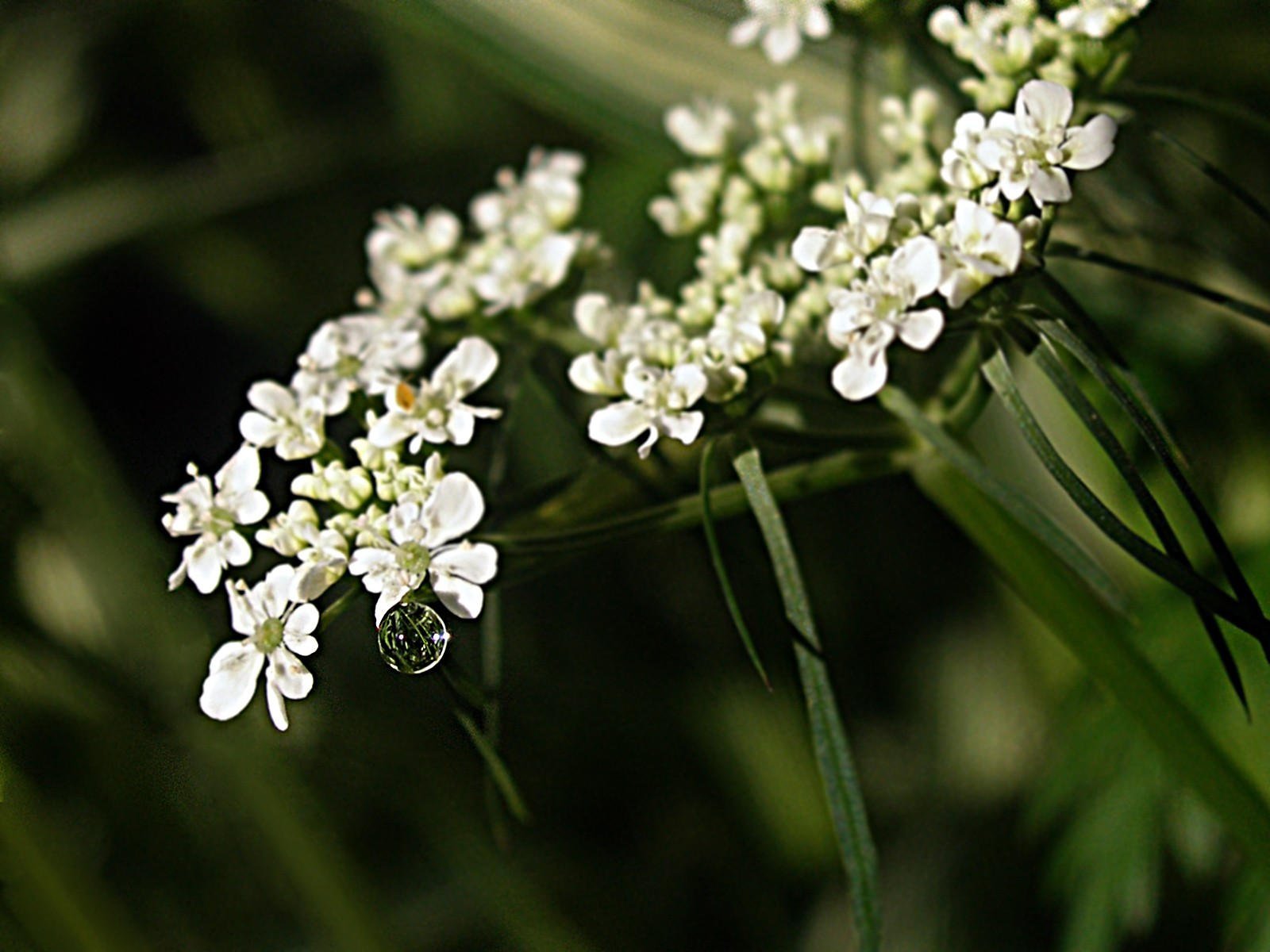 Белые полевые цветы фото с названиями и описанием